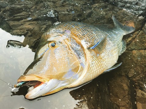 ハチマルマグナムでタマン76㎝17lb！ | Megabass-メガバス