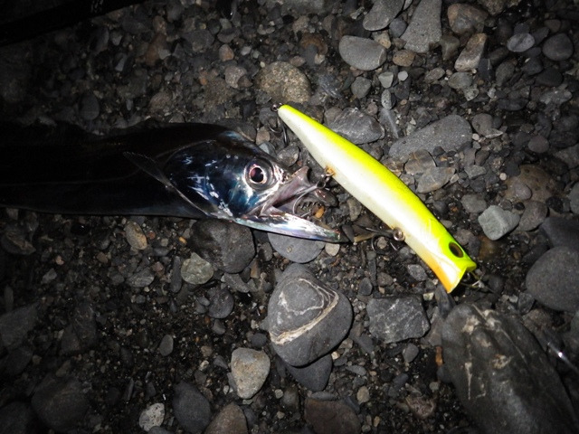 魚が気づいた時、それは ・・・ 時すでにお寿司 魚が気づいた時、それは ・・・ 時すでにお寿司