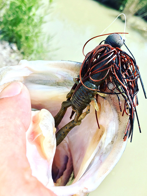 五三川ではボトルシュリンプが効く Megabass メガバス