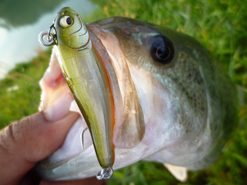 FLYING-X | Megabass-メガバス