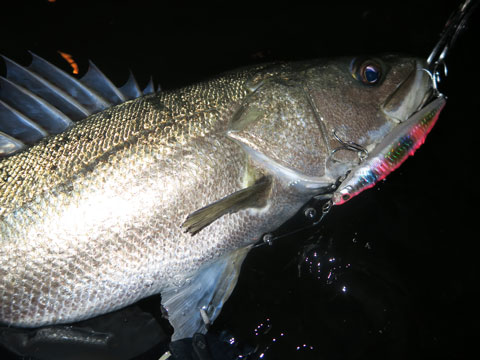 MARINEGANG 120 | Megabass-メガバス