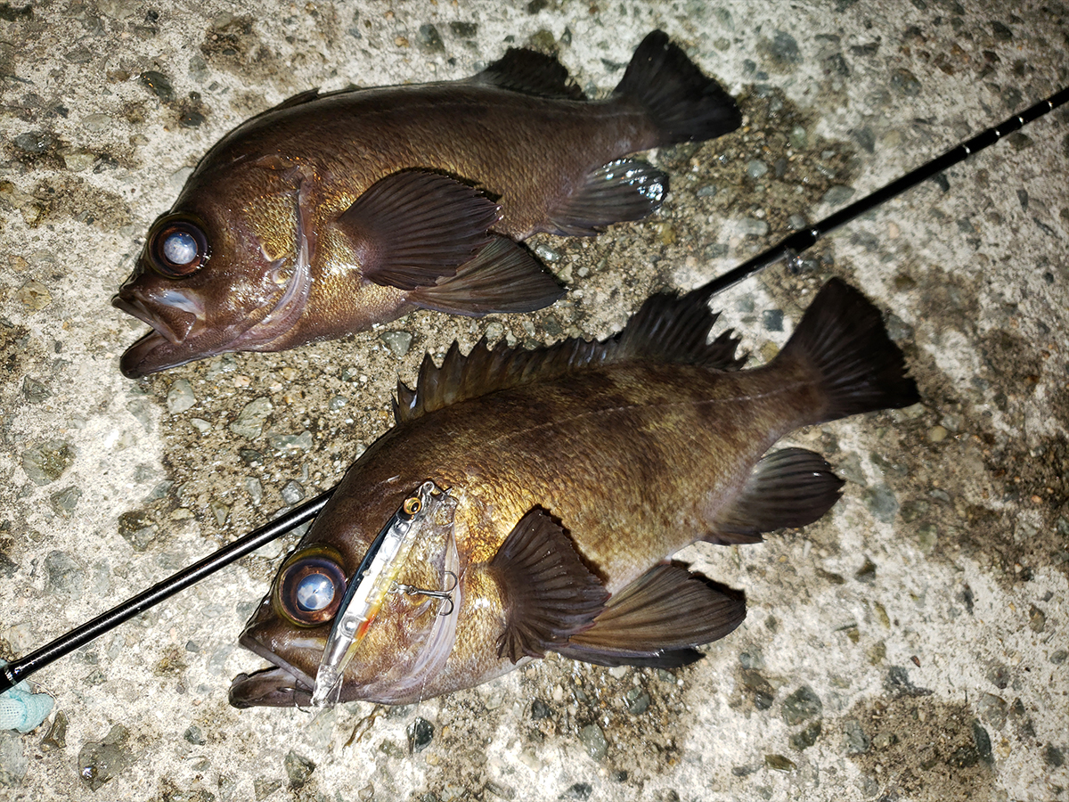 Megabass Official Fimo Blog Collieで春を満喫中