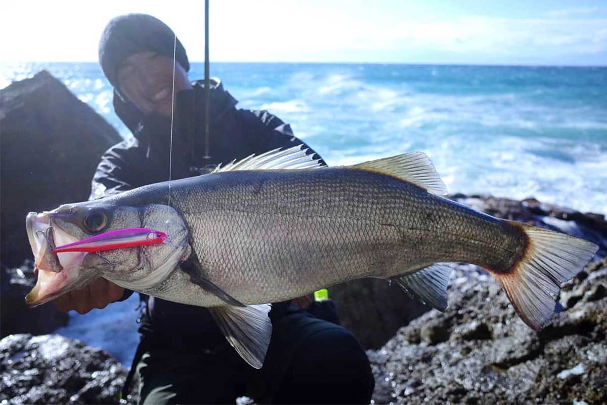 伊豆半島のヒラスズキ Megabass メガバス