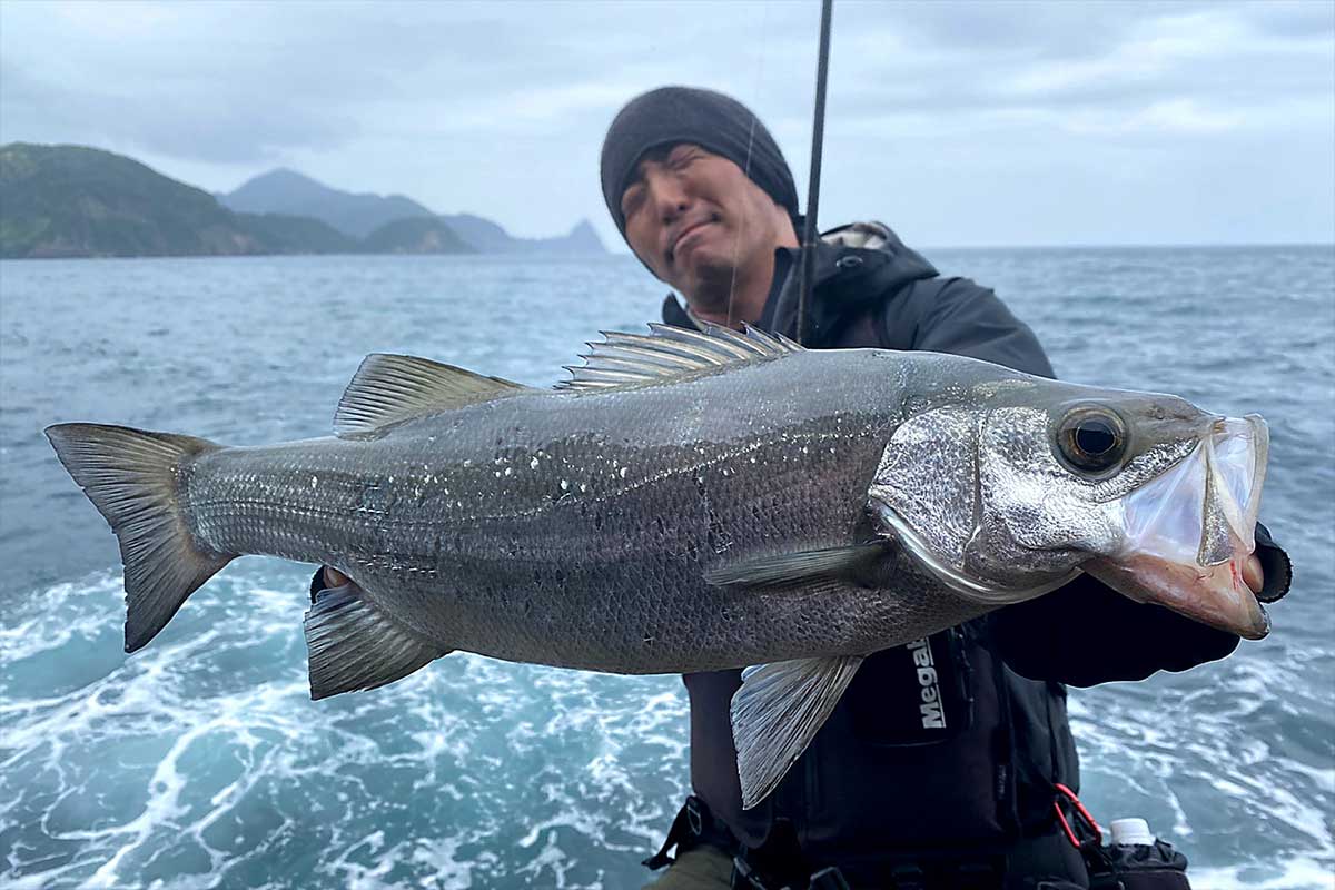 伊豆半島のヒラスズキ Megabass メガバス