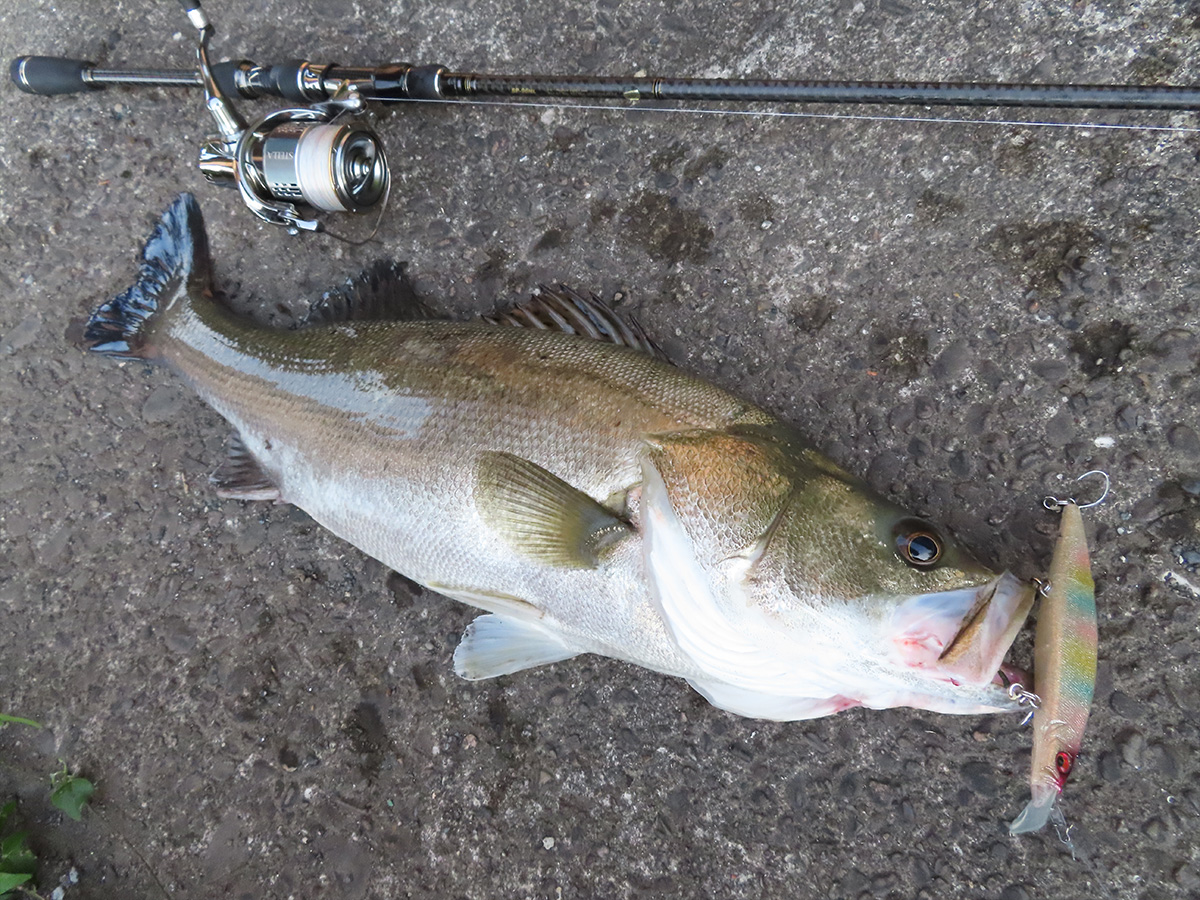 Megabass Official Fimo Blog 梅雨時期を攻略する新製品ルアー