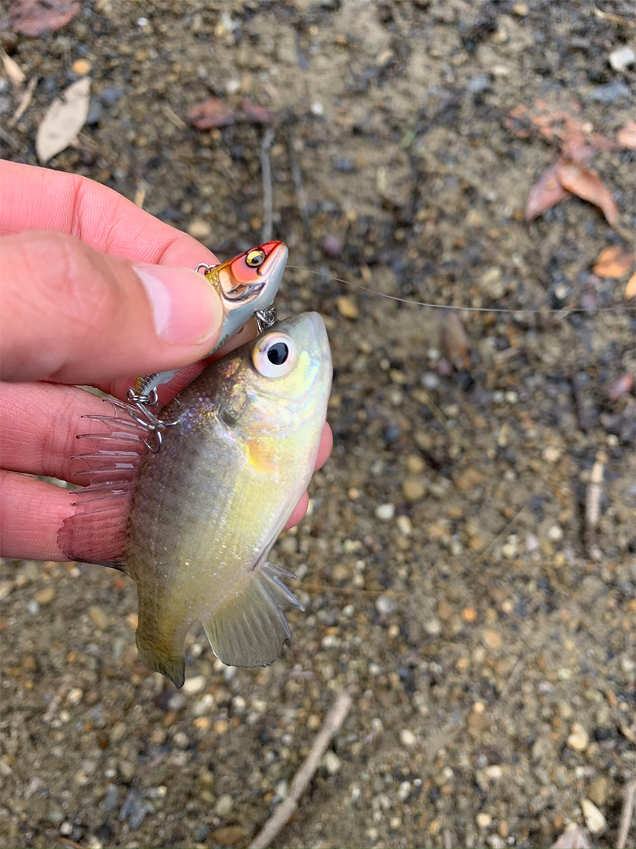 狩野 陽