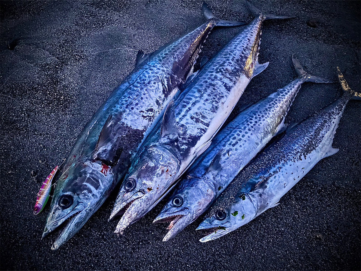 藤沢 朝陽