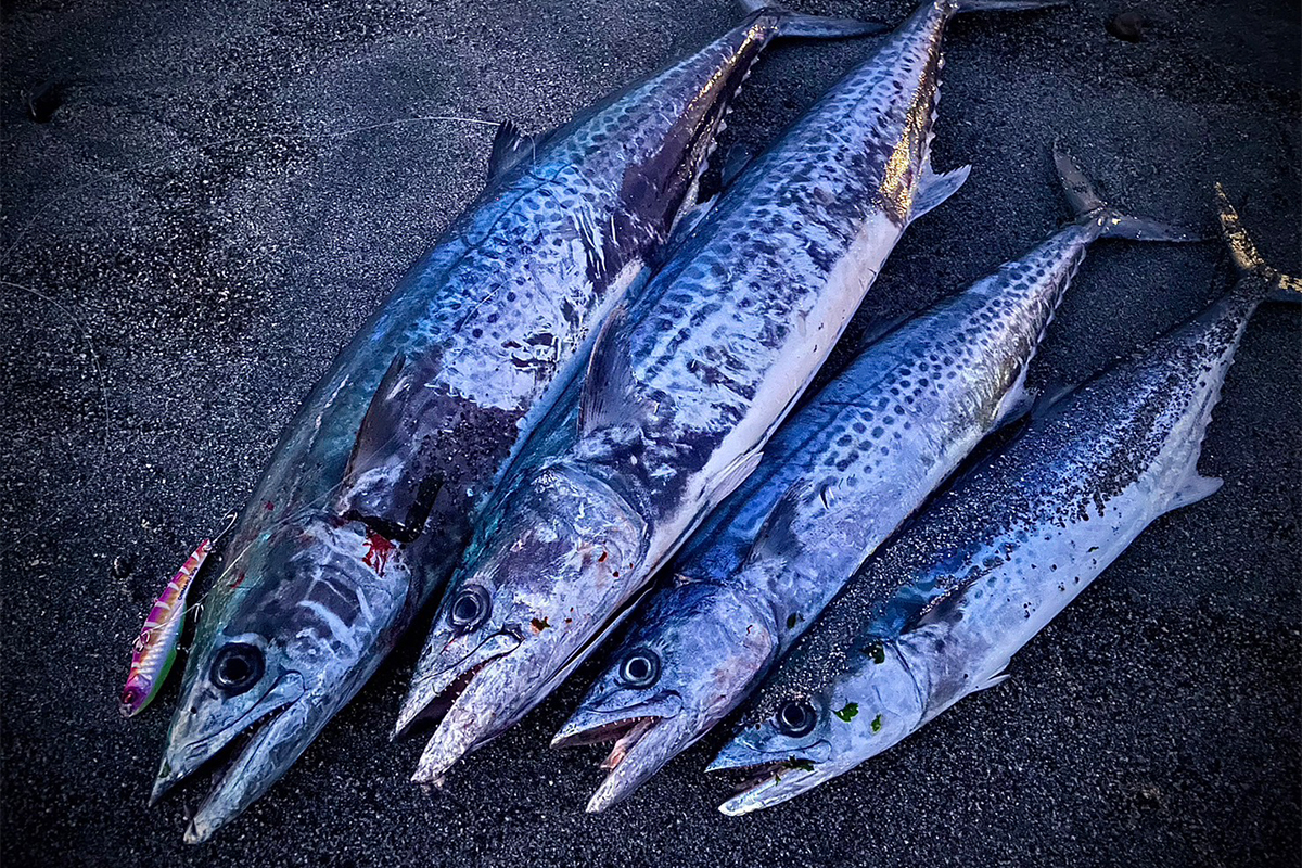 藤沢 朝陽