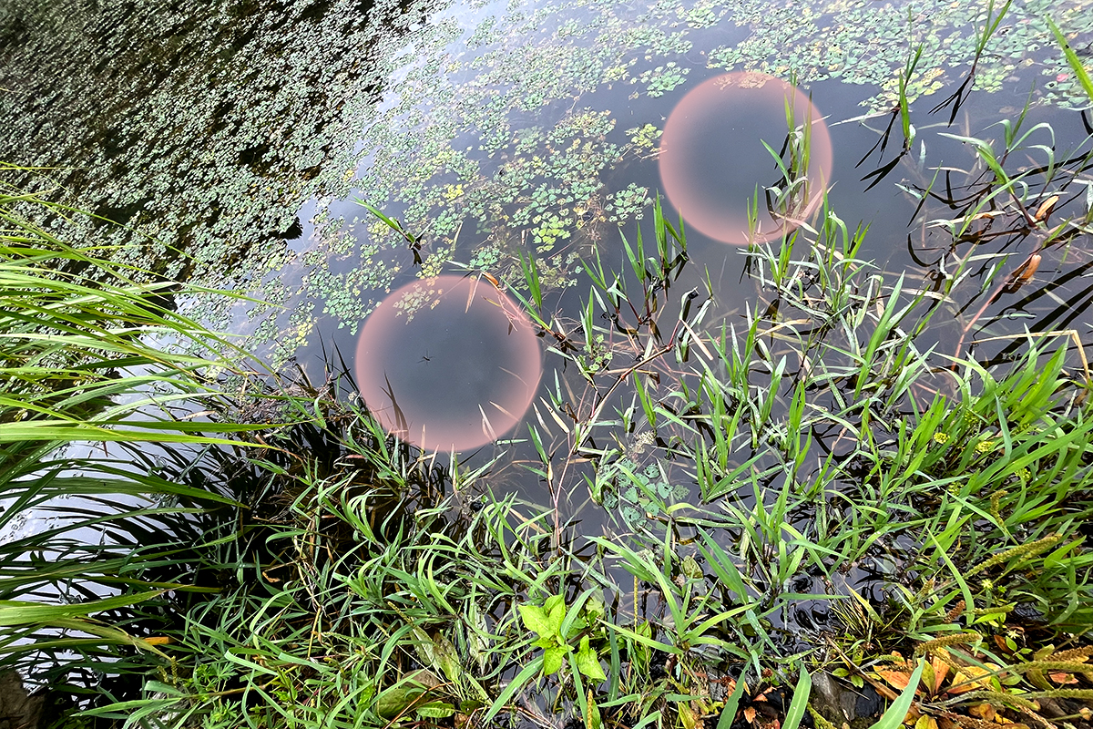 狩野 陽